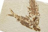 Fossil Fish (Knightia) - Green River Formation #233115-2